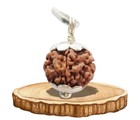 Original Nepali 1 Mukhi Gol Rudraksha original Ek Mukhi Rudraksha With Lab Certi