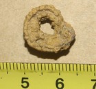 Catastroboceras Sp -limonite Shell  Coiled Nautiloid Cephalopod  Carboniferous