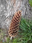 Cascades Sugar Pine Cones - Large 13 To 15 Inches Long     