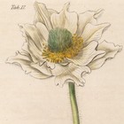 Curtis Botanical Magazine 1833 Vintage Flower Print 17 Alpine Pasque Flower