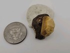 Real Permineralized Avain Bird Half Egg Fossil  W Embryo Yolk 