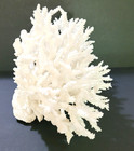 Large White Natural Coral 14  Across Spiky