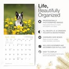  Boston Terriers 2026 Wall Calendar 12 Month   New 2026 02 - Boston Terriers