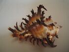 Wow Spines   hexaplex Cichoreum 65 6mm philippine Seashell