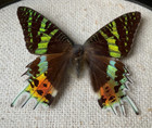 Real Sunset Moth Urania Rhipheus Resting Framed Taxidermy Display