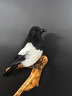 Taxidermy Magpie  pica Pica bird  Real Wall Mounted Stuffed Magpie souvenir Bird