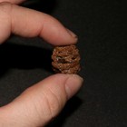 Meta Sequoia Pine Cone Fossil - Hell Creek Formation Cretaceous  - Mini Stunner