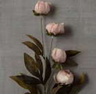 Set Of 8 Stems - Viral Ashland Michael s Set Of 8 Tan Peony Stems