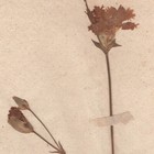 Antique 1790 Herbarium Dried Flower Scientific Specimen  29 Common Pink