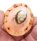One Beautiful Large Dyed Limpet Shell  pair  2 5-3  Beach Crafts Jewelry Art