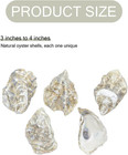 50 Pcs 3 -4  Natural Oyster Shells     Bulk Seashells For Diy Crafts   Decor New