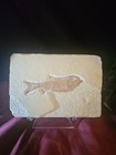 Knightia Eocaena Fossil Fish - Fossil Lake Green River Wyoming