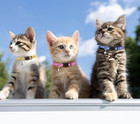16 Pcs Breakaway Cat Collars With Bells Reflective Cat Collar Safety Nylon