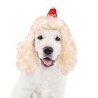 Funny Golden Curly Wig With Santa Hat For Cats Dogs Holiday Costume Set