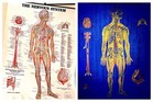 1947 Antique Medical Illustration Human Anatomical Chart Vintage Anatomy Poster