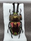 Phalacrognathus Muelleri 60mm - Australla Qld