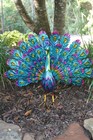 1-large Peacock 32  Fanned Out Tail With Stunning Colors enameled Metal  Gs-101