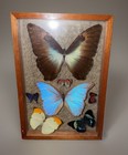 Vintage Large Moth Taxidermy 9 Butterfly Framed Display 13   x9   