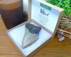 Authentic Megalodon Shark Tooth Fossil Usa 85mm 3 25  In Presentation Box