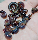 10-25  Live Feeder Ramshorn Snails - mixed Sizes  Aquarium Cleaners algae Eaters