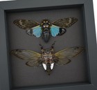 Real Cicada Collection Framed Insect Taxidermy Moonlight Display