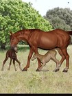 Mare With Foals   Unpainted Printed Resin Horse   Micro - Large Traditional