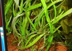 Buy 2 Get 1 Free Hygrophila Angustifolia Fish Tank Plants Aquarium Plants Easy