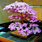 Japanese Sakura Cherry Blossom Tree Seeds  prunus Sargentii  Hardy Flower Plant