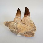 Real Mosasaur Jaw Fragment With Teeth     Prehistoric Marine Reptile Fossil