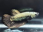 Live Betta Fish Giant Bigsize Black Dragon  Hmpk Male Real Picture  rare Item 