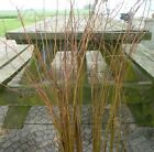 50 Dried Branches 27-48 Inches Home Decor Floral Decoration Spring Crafts