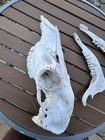 Real Huge Elk Skull Taxidermy Bones Skeleton Native Art Oddity W  Jaw Bone Teeth