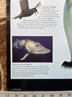 Arctic   Antarctic Dk Eyewitness Poster 24x36 Polar Wildlife Educational 2012