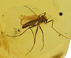 Detailed Chironomidae  midge   Fossil Insect Inclusion In Baltic Amber