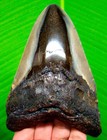 Megalodon Shark Tooth Real Fossil - 4 63    Prehistoric Shark Teeth No Repairs