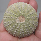 Large Cretaceous Sea Urchin Fossil Tetragramma  Morocco