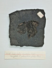 Cobelodus Aculeatus  cope  Shark Complete Male Pelvic Base And Fin Shale Fossil