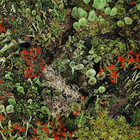 Small Live Lichen Assortment For Terrarium  Mossarium  Fairy Garden 3 x4  Bag