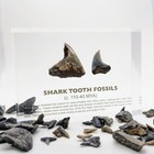 Shark Tooth Fossil - Lucite Acrylic Artifact Display  includes Display Only 
