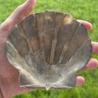 Pretty 4 75  Fossil Scallop Seashell With Barnacles Chesapecten Va Megalodon Era