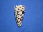 Conus Marmoreus  linnaeus 1758   a Classic Collectible  Marble Cone   41 0mm 