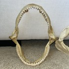 Taxidermy Shark Jaws Lot 