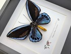 Framed Blue Birdwing Butterfly - Ornithoptera Priamus Urvillianus - Entomology
