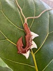 Hawaiian Koa Wood   Shark Teeth Fish Hook Maori Tribal Fish Hook Pendant  45104