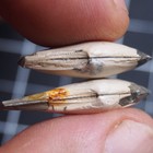 31-27mm Bivalve Germany Fossil Fossilien Lot Mollusk1472
