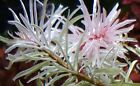 1 Stem Ludwigia White  Live Aquarium Plants Beautiful    Free S h Rare  