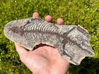 Rare Barasaurus Skeleton Madagascar Fossil Late Permian Reptile Dinosaur Bones