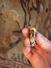 Antique Japanese Netsuke Deer Antler 