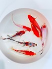 Goldfish Pond Pack  2 For Sale - Includes Live Shubunkins   Sarasa Comets