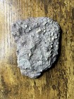 Fossil Crinoid In Matrix Texas From Pennsylvanian Period